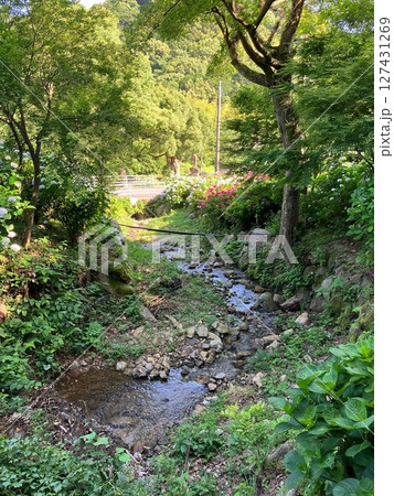 紫陽花の咲く小川 紫陽花の咲く小川 127431269