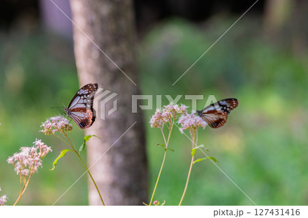 京都市西京区大原野で可憐な藤袴とアサギマダラを撮影 京都市西京区大原野で可憐な藤袴とアサギマダラを撮影 127431416
