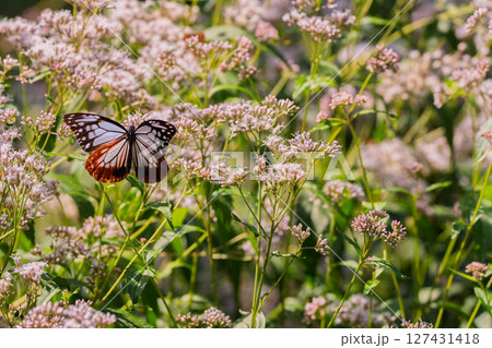 京都市西京区大原野で可憐な藤袴とアサギマダラを撮影 127431418