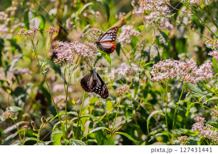 京都市西京区大原野で可憐な藤袴とアサギマダラを撮影 京都市西京区大原野で可憐な藤袴とアサギマダラを撮影 127431441