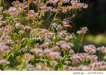 京都市西京区大原野で可憐な藤袴とアサギマダラを撮影 127431452