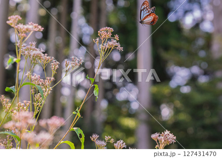 京都市西京区大原野で可憐な藤袴とアサギマダラを撮影 127431470