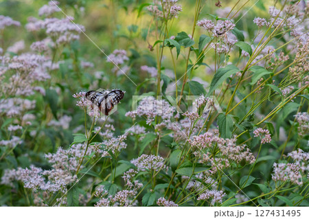 京都市西京区大原野で可憐な藤袴とアサギマダラを撮影 京都市西京区大原野で可憐な藤袴とアサギマダラを撮影 127431495
