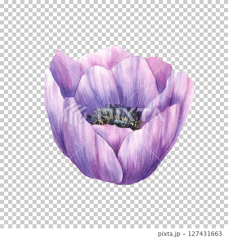 Violet flower. Anemone hand painted watercolor realistic illustration. Purple blooming buds, floral mauve element for invitations, greeting cards, wedding. Isolated from background botanical clipart  127431663