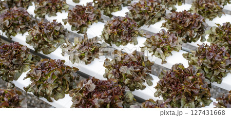 Banner fresh Red Oak Leaf Lettuce organic hydroponic vegetable plantation produce red salad hydroponic farm. Panorama red oak lettuce salad in Organic Farm. Salad farm vegetable with copy space Banner fresh Red Oak Leaf Lettuce organic hydroponic vegetable plantation produce red salad hydroponic farm. Panorama red oak lettuce salad in Organic Farm. Salad farm vegetable with copy space 127431668