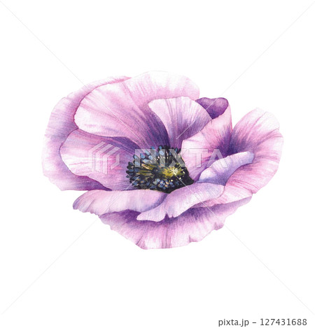 Purple flower. Anemone botanical hand painted watercolor illustration. Pink violet blooming buds. Elegant elements for wedding invitations, greeting card. Isolated from background botanical clipart  127431688