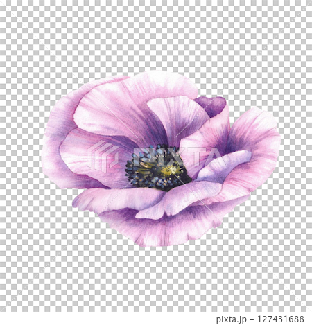 Purple flower. Anemone botanical hand painted watercolor illustration. Pink violet blooming buds. Elegant elements for wedding invitations, greeting card. Isolated from background botanical clipart  127431688