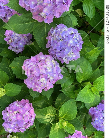 薄紫色の紫陽花 127431689