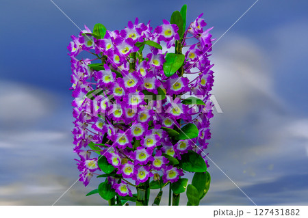 デンドロビュム 127431882