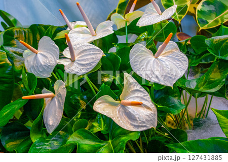 アンスリウム アンスリウム 127431885