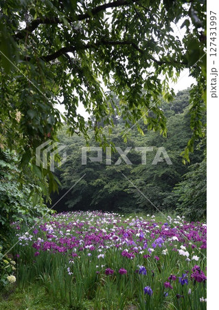 一面に咲き誇る花菖蒲 一面に咲き誇る花菖蒲 127431997
