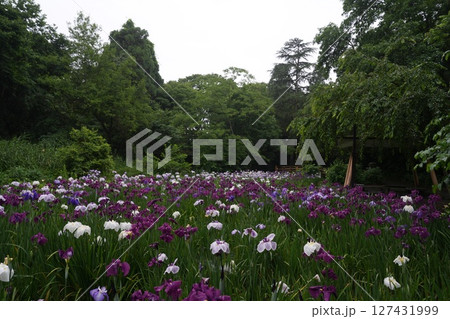一面に咲き誇る花菖蒲 一面に咲き誇る花菖蒲 127431999