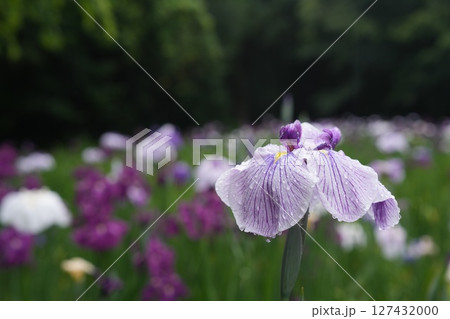 一面に咲き誇る花菖蒲 127432000