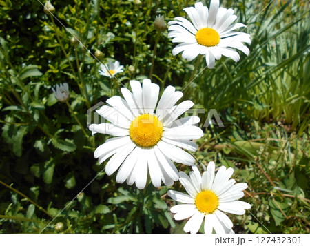 白い花 127432301