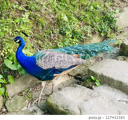 クジャク 127432383