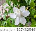 白いクチナシの花 127432549