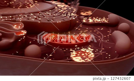 cell_mithocondria_clay cell_mithocondria_clay 127432607