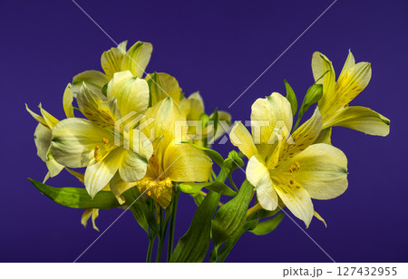 Gentle Yellow Alstroemeria Flowers on a Deep Blue Background Gentle Yellow Alstroemeria Flowers on a Deep Blue Background 127432955