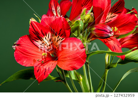 Vibrant Red Alstroemeria Flowers on a Deep Green Background Vibrant Red Alstroemeria Flowers on a Deep Green Background 127432959