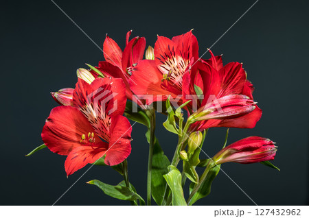 Vivid Red Alstroemeria Flowers on a Dark Gray Background Vivid Red Alstroemeria Flowers on a Dark Gray Background 127432962