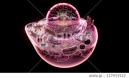 cell_mithocondria_pink cell_mithocondria_pink 127433522