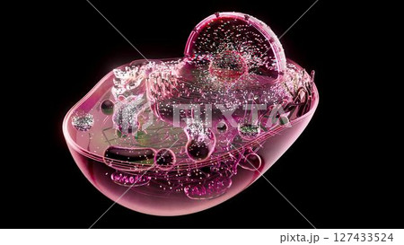 cell_mithocondria_pink 127433524