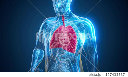 man_blue_lungs_red 127433587