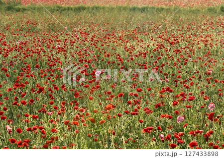 鴻巣市荒川畔の朝露付くポピー畑 127433898