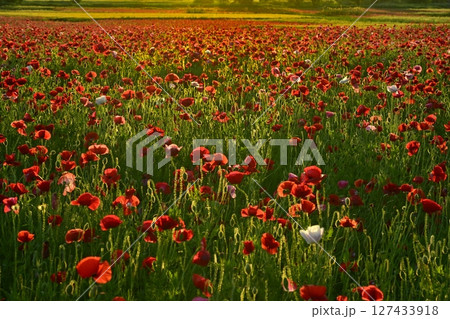 鴻巣市荒川畔の朝露付くポピー畑 127433918