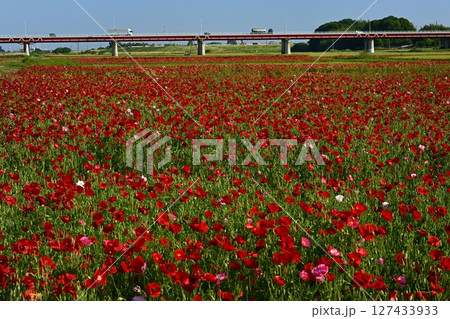鴻巣市荒川畔の朝露付くポピー畑に御成橋 127433933