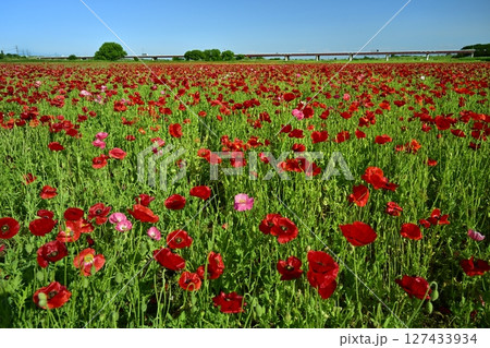 鴻巣市荒川畔の朝露付くポピー畑に御成橋 127433934