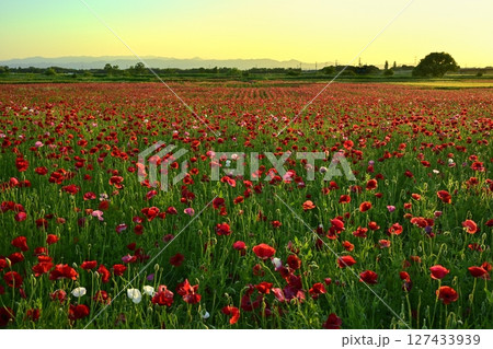 鴻巣市荒川畔の夕方のポピー畑 127433939