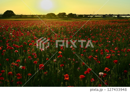 鴻巣市荒川畔の夕陽とポピー畑に御成橋 127433948