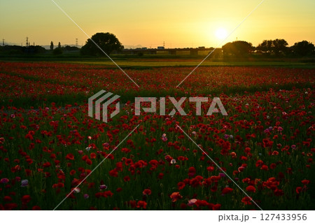 鴻巣市荒川畔の夕陽とポピー畑に御成橋 鴻巣市荒川畔の夕陽とポピー畑に御成橋 127433956