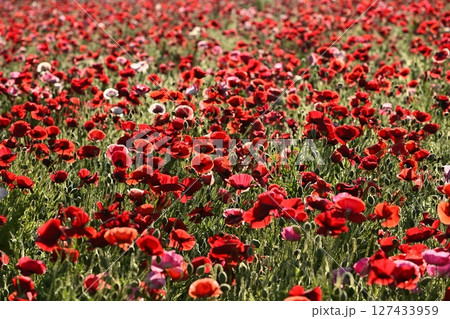 鴻巣市荒川畔の朝露付くポピー畑 127433959