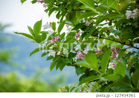 箱根空木(ハコネウツギ)の花 箱根空木(ハコネウツギ)の花 127434361