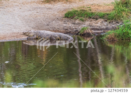 Crocodile in the Serengeti 127434559