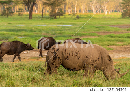 White Rhino and Buffalo White Rhino and Buffalo 127434561