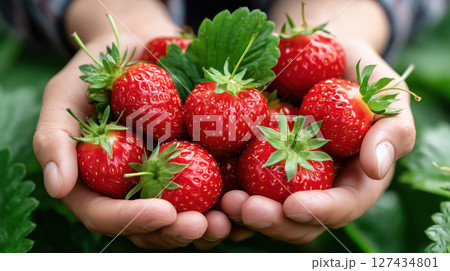 Hands holding freshly picked ripe strawberries with green leaves in a garden setting. Bright red fruit symbolizing freshness and organic farming. Natural harvest. 127434801