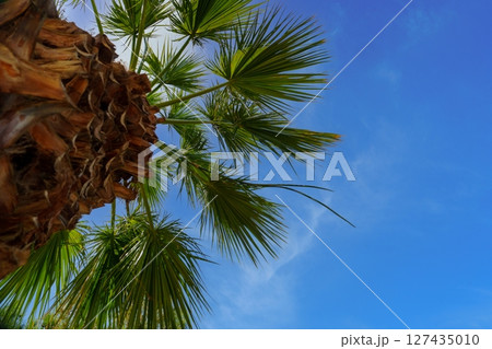 Palm Tree Canopy Against a Vibrant Blue Sky on a Sunny Day, Summer Vacation Vibe Palm Tree Canopy Against a Vibrant Blue Sky on a Sunny Day, Summer Vacation Vibe 127435010