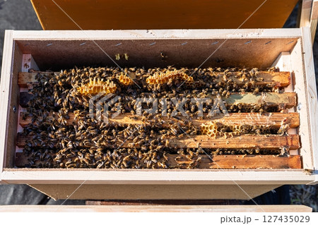 Open Beehive Top View Honeycomb Frames Filled with Bees, Apiculture and Beekeeping Open Beehive Top View Honeycomb Frames Filled with Bees, Apiculture and Beekeeping 127435029