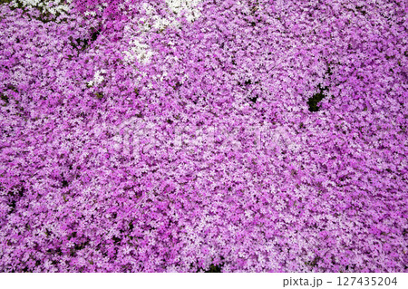 一面に広がる芝桜 一面に広がる芝桜 127435204