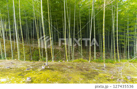 Arashiyama Bamboo Grove or Sagano Bamboo Forest, is a natural forest of bamboo in Arashiyama, landmark and popular for tourists attractions in Kyoto. Japan 127435536