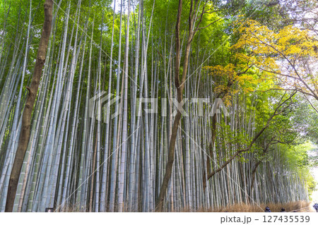Arashiyama Bamboo Grove or Sagano Bamboo Forest, is a natural forest of bamboo in Arashiyama, landmark and popular for tourists attractions in Kyoto. Japan 127435539