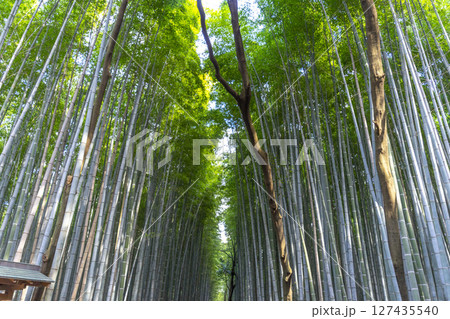 Arashiyama Bamboo Grove or Sagano Bamboo Forest, is a natural forest of bamboo in Arashiyama, landmark and popular for tourists attractions in Kyoto. Japan Arashiyama Bamboo Grove or Sagano Bamboo Forest, is a natural forest of bamboo in Arashiyama, landmark and popular for tourists attractions in Kyoto. Japan 127435540