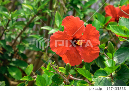 鮮やかな赤色のハイビスカスが咲く石垣島の夏 127435888