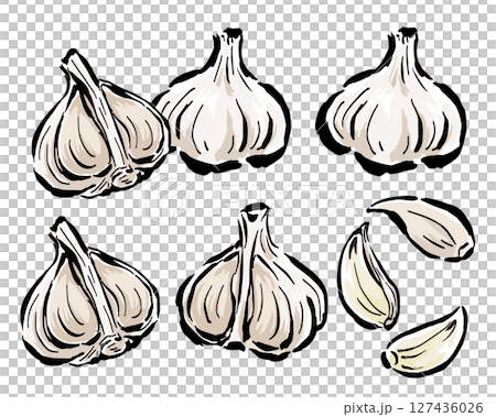 白蒜:橫切面切成兩半、一片等。手繪插圖,附筆觸 白蒜:橫切面切成兩半、一片等。手繪插圖,附筆觸 127436026