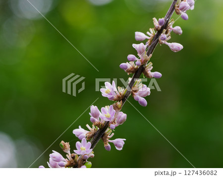 薄紫のヤブランの花 127436082