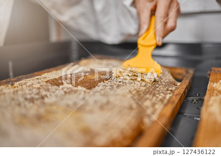 Beekeeper, hand and honey process, production and manufacturing in a factory, workshop and workplace. Frame, scraping and honeycomb with equipment for beeswax on a sustainability farm or warehouse Beekeeper, hand and honey process, production and manufacturing in a factory, workshop and workplace. Frame, scraping and honeycomb with equipment for beeswax on a sustainability farm or warehouse 127436122