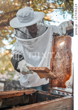 Honey farm, beekeeping and agriculture with a woman farmer working as a beekeeper in the countryside. Frame, farming and production with a female beekeeper at work with bees for fresh produce Honey farm, beekeeping and agriculture with a woman farmer working as a beekeeper in the countryside. Frame, farming and production with a female beekeeper at work with bees for fresh produce 127436124